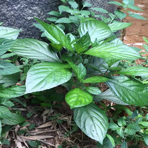 大青板蓝根叶子新鲜野生天然青叶药材苗根泡水其他药食同源食品