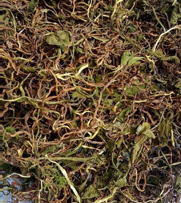 一支野生干货天然小青青藤新鲜箭蛇瓶尔小草其他药食同源食品