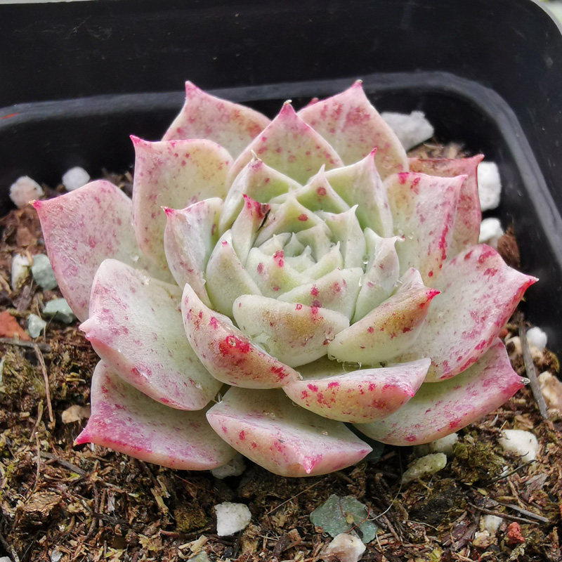 海滨格瑞瑞多duorou杲冻色萌物阳台花卉绿植小多多肉植物