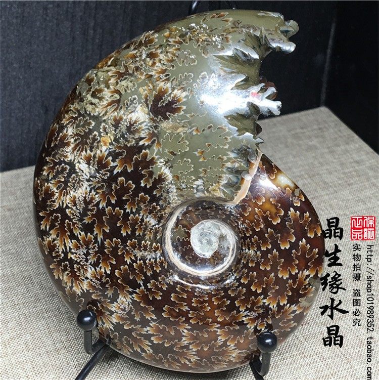 天然海螺化石 雕嘴玉化螺 菊螺 摆件 招财转运螺风水螺实物图