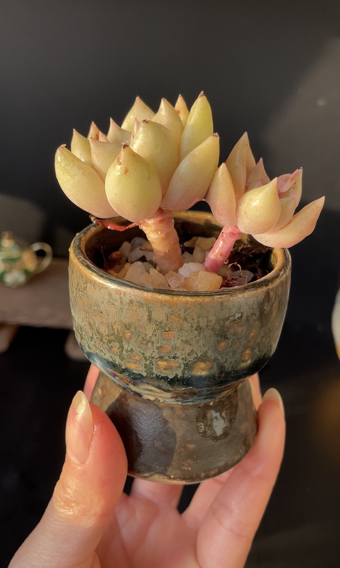 控养迷你你老桩子疙瘩精品多肉稀有碧玉光环多肉植物