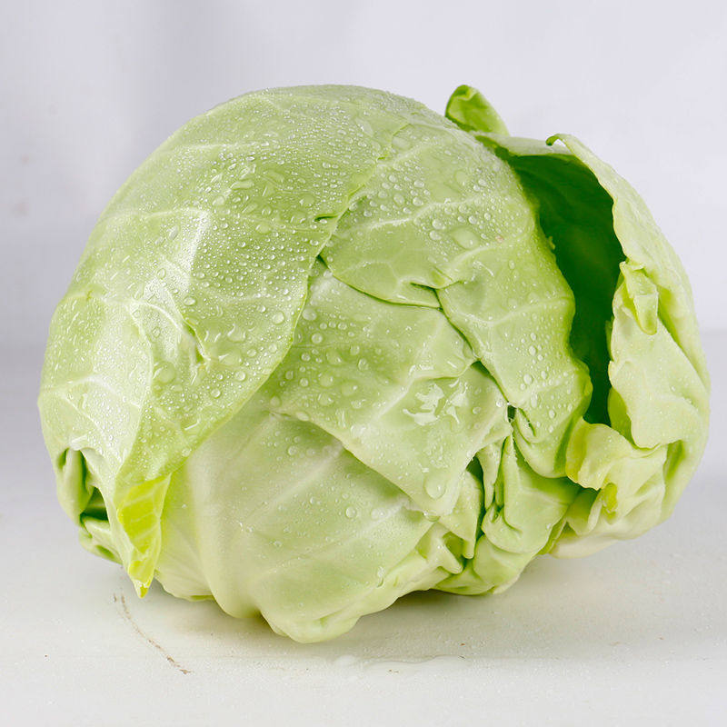 山东省新鲜蔬菜沙拉净菜5斤包邮绿橄榄卷心菜农家现摘包菜 圆白菜