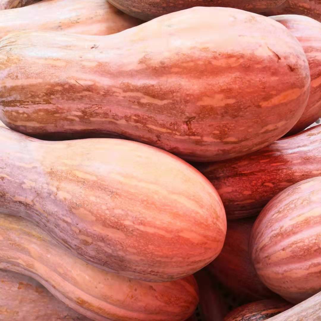 河南省味道5斤倭瓜家长农家儿时新鲜辅食宝宝南瓜