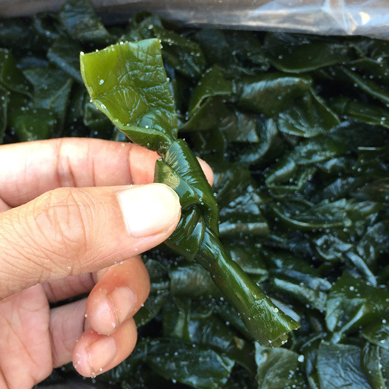 中型5斤 海带结海带扣新鲜脆嫩免蒸盐渍海带 半干货火锅串串食材