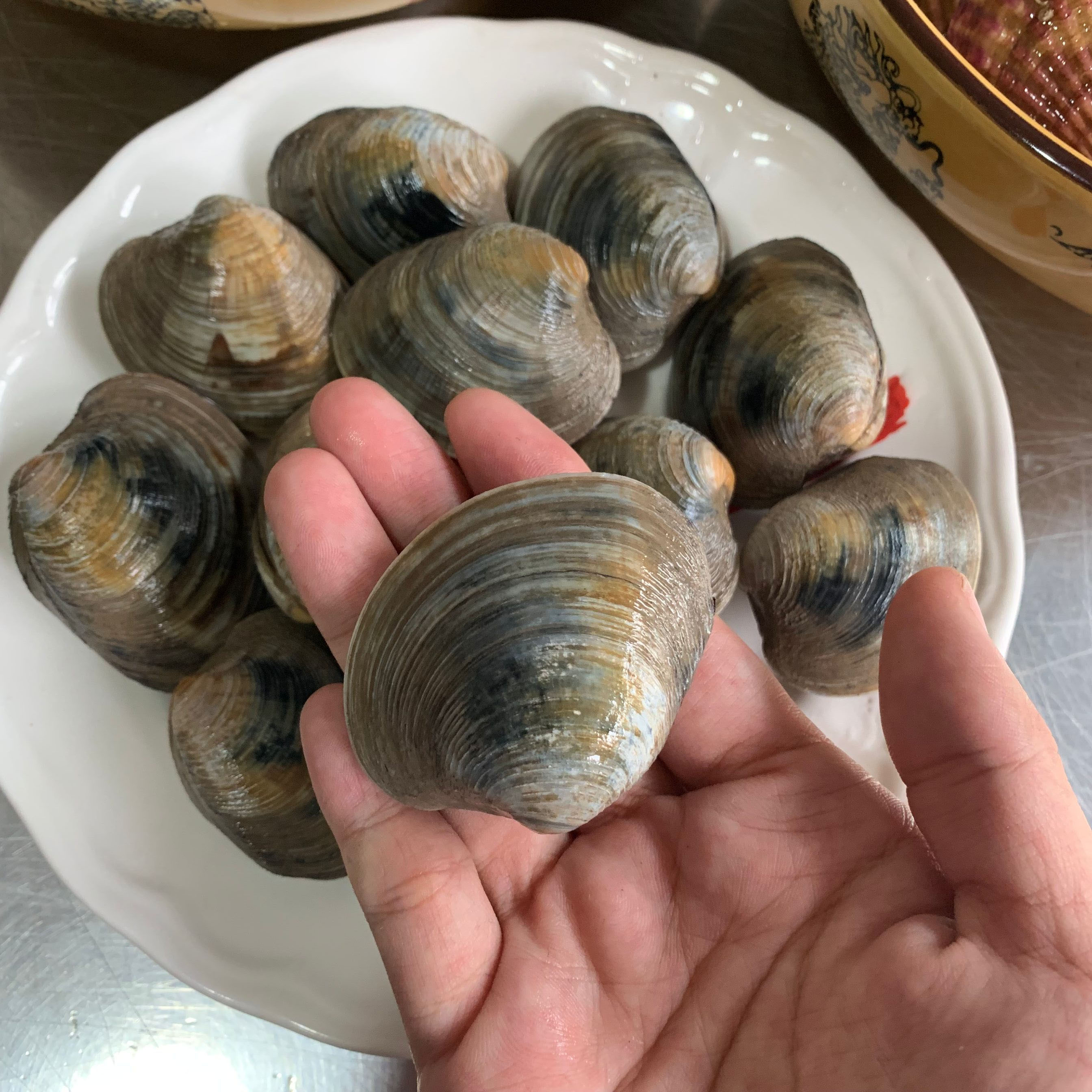 2斤套餐鲜活海虹野生口贝小红送美其它