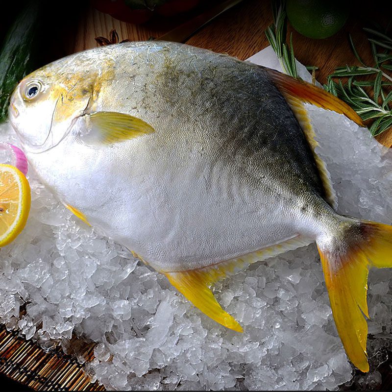 野生生鲜水产平鲳鳊鱼平鱼昌鱼金昌鱼鲜活鲳鱼鲳鱼