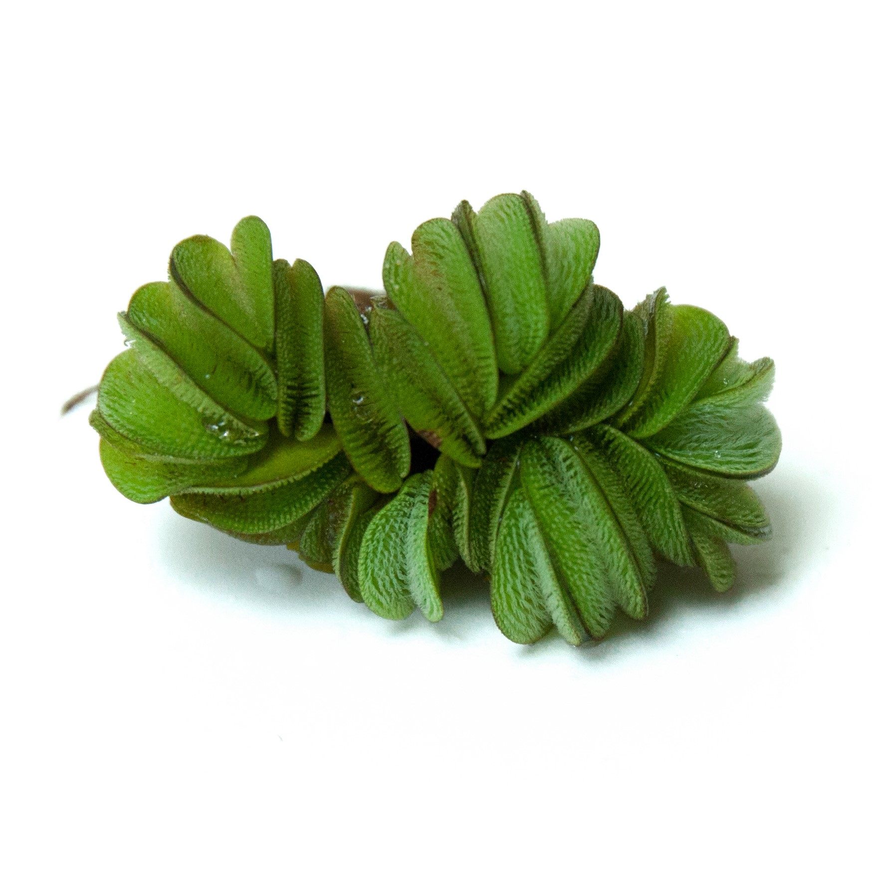 兔耳朵浮萍淡水淡水鱼鱼缸水族箱造景水草活体水生水草