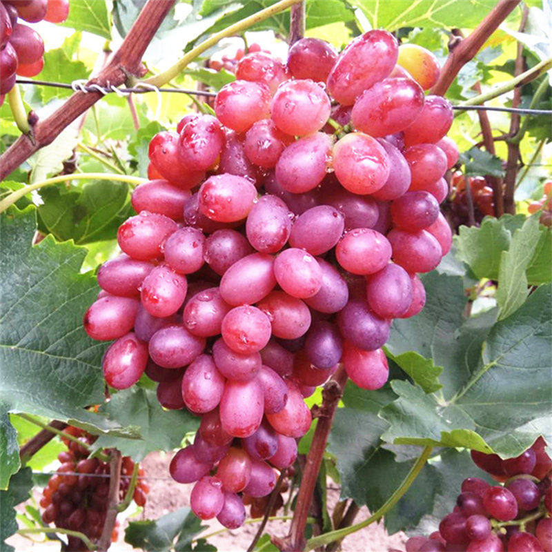 新鲜葡萄无籽克伦生提子孕妇水果当季整箱红提葡萄