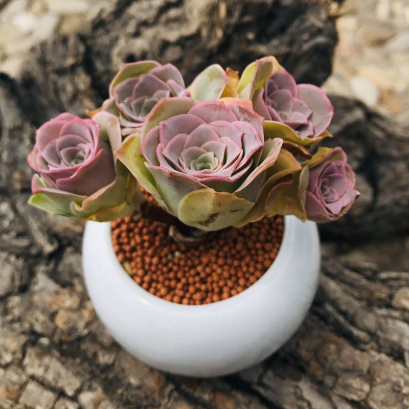 孜孜玫瑰粉紫色耶罗老桩有砍群生小型多肉植物插花款粉酒杯耶罗群