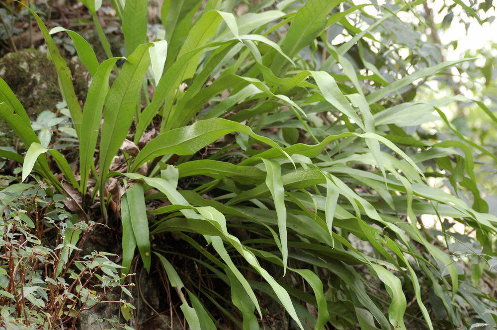 广西本土狭翅巢蕨蕨类热带雨林植物造景素材盆栽绿植
