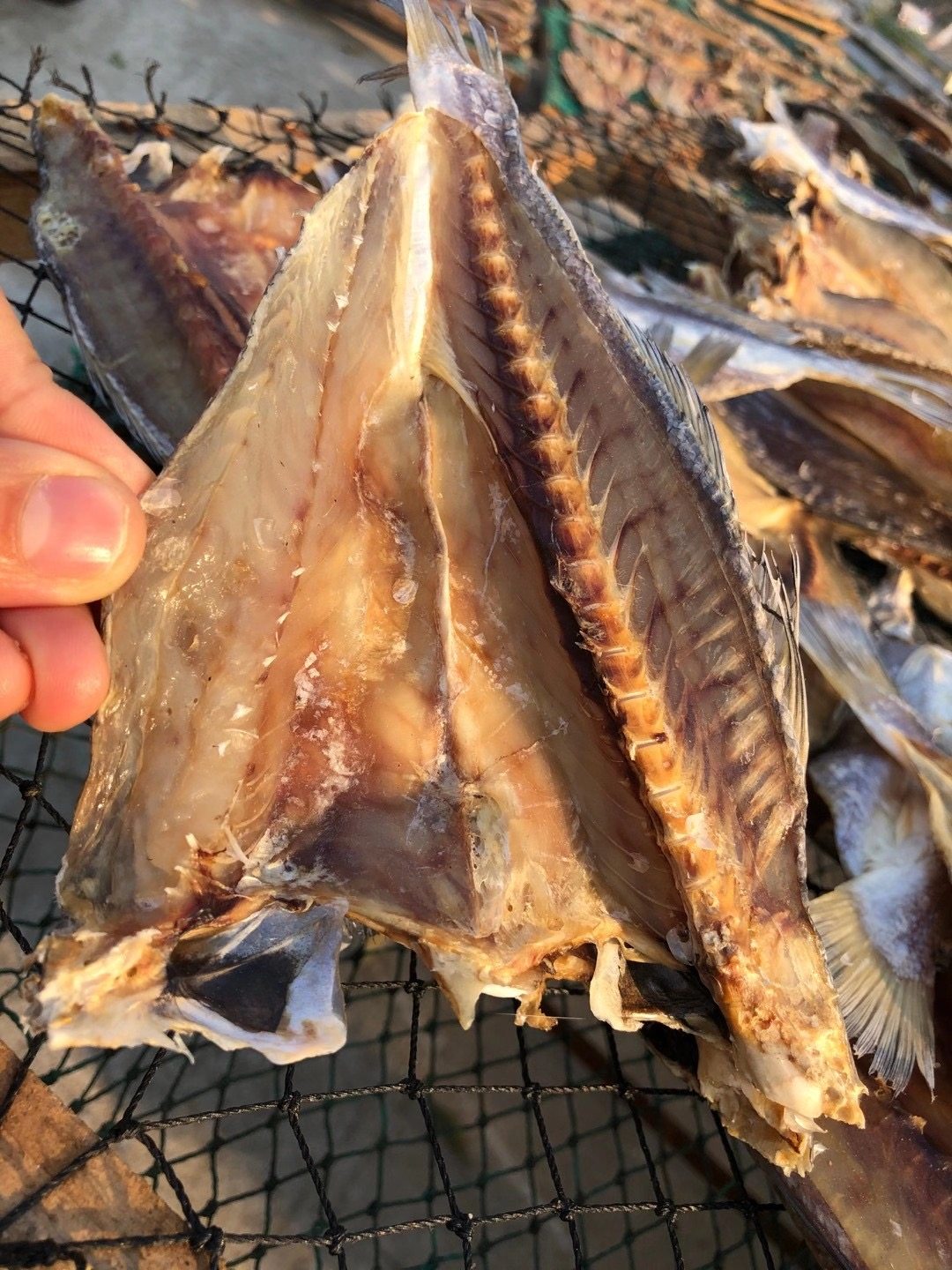 湛江江特产自三牙鱼干切片渔鲜生淡晒500g三齿鱼干