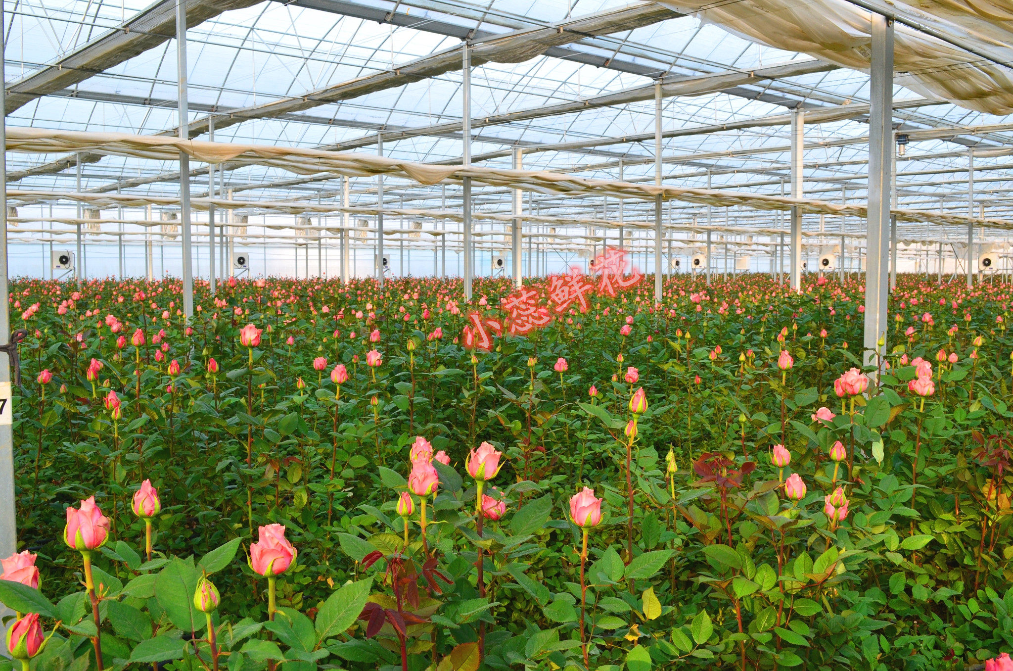 山东基地直发玫瑰花鲜花直批扶郎花鲜花包邮一扎20支家用插花直供