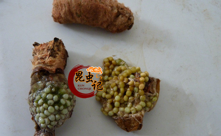 蚕蛾带籽柞树蚕蛹蜕变嫩蛾满籽营养生鲜昆虫其它干货