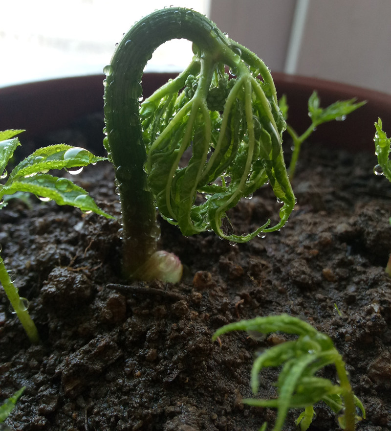 人参苗 盆栽20支 50粒催芽山参种籽 2斤腐殖土长白山新鲜种植活苗