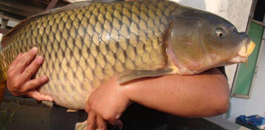 鱼苗鲤鱼活体大型淡水养殖稻禾锦鲤冷水观赏鱼