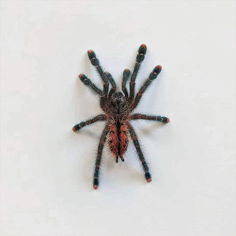 蜘蛛新手入坑推荐圭亚那粉红超级温顺上手宠物蜘蛛