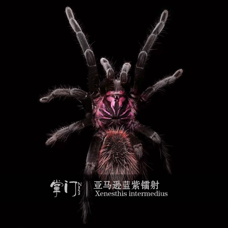 亚马逊蓝紫镭射粗腿x属活体捕鸟蛛宠物蜘蛛亚镭哥伦比亚紫罗兰pxt