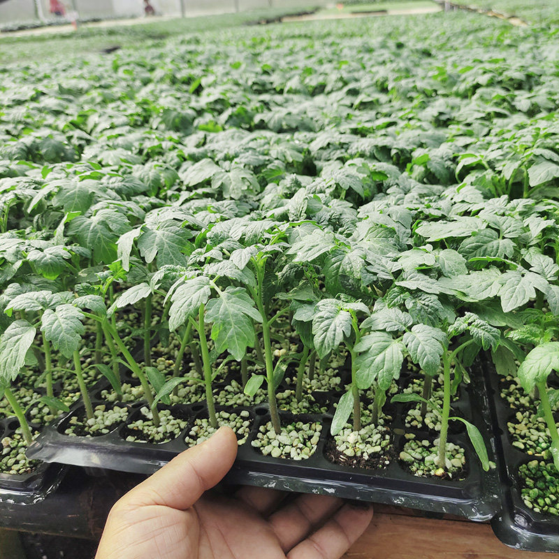 番茄辣椒秧苗蔬菜菜苗幼苗阳台圣女果西红柿春季家庭园艺种子