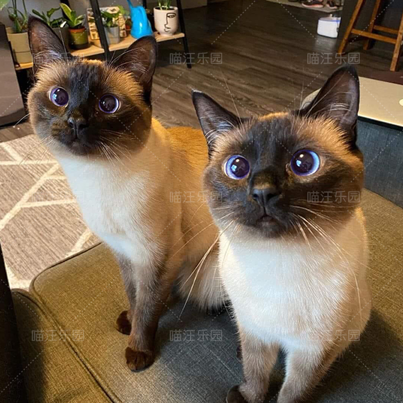 纯种罗猫暹罗猫幼星罗猫暹罗猫虎斑美短猫暹罗宠物猫咪