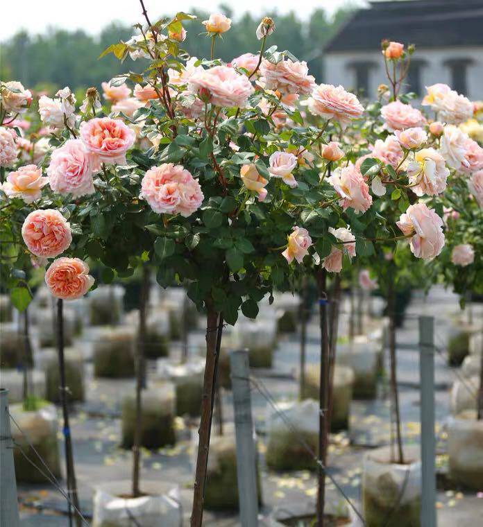 庭院嫁接树桩棒棒糖月季花高杆玫瑰阳台花卉盆栽摆件
