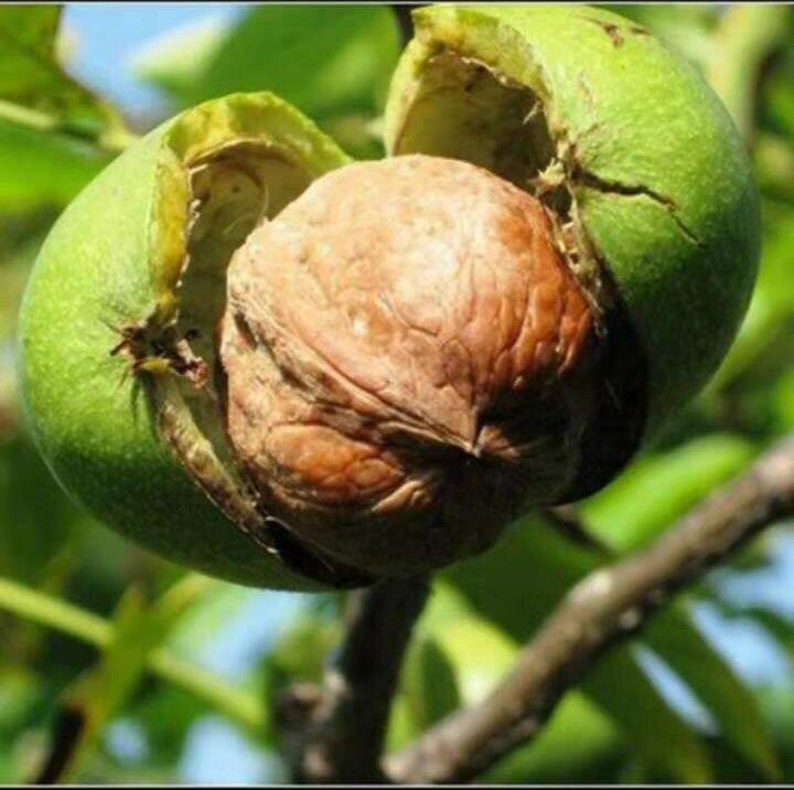 野生2021新货贵州特产大山百年老树核桃薄皮纸皮