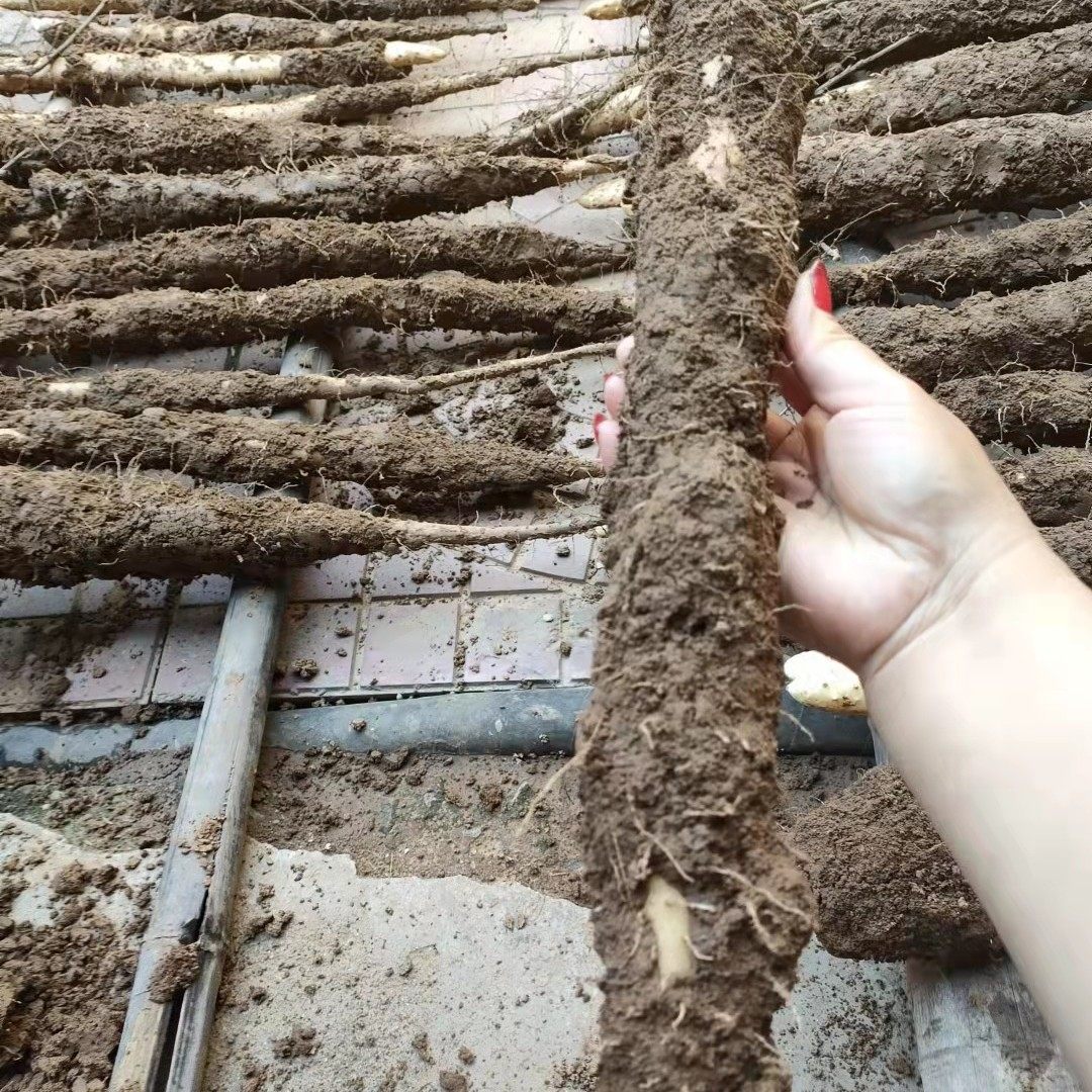 山药新鲜甜面入口细毛长山正宗特产邹平山东新鲜山药