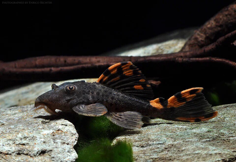 异形清道夫坦克大帆工具鱼鼠鱼鱼异型鱼缸配鱼鱼