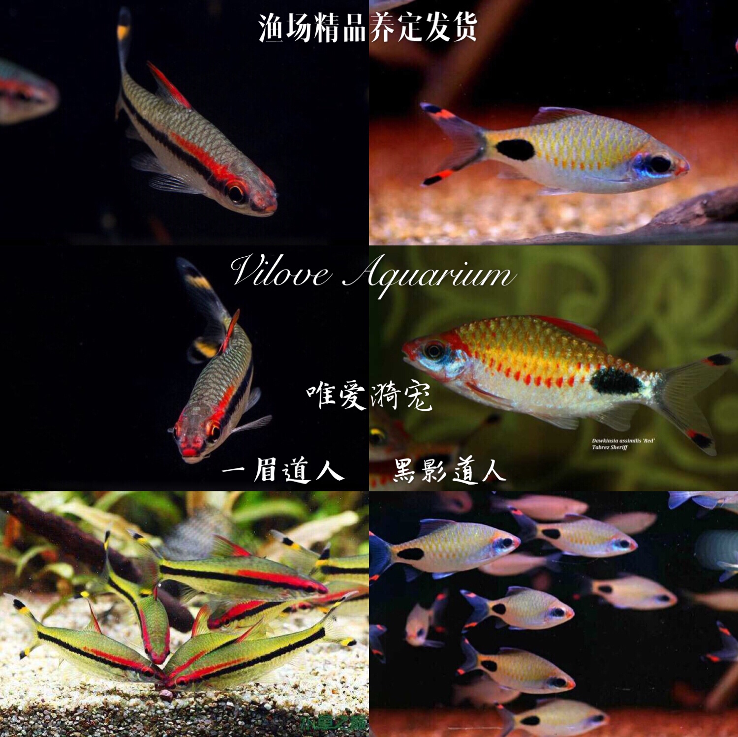 道人一眉黑影群游观赏鱼热带热带鱼鱼草之王红绿灯鱼