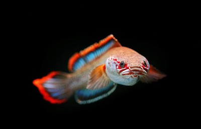 血斑雷龙蛇头鱼距优惠券开抢还有00:00:00血斑雷龙