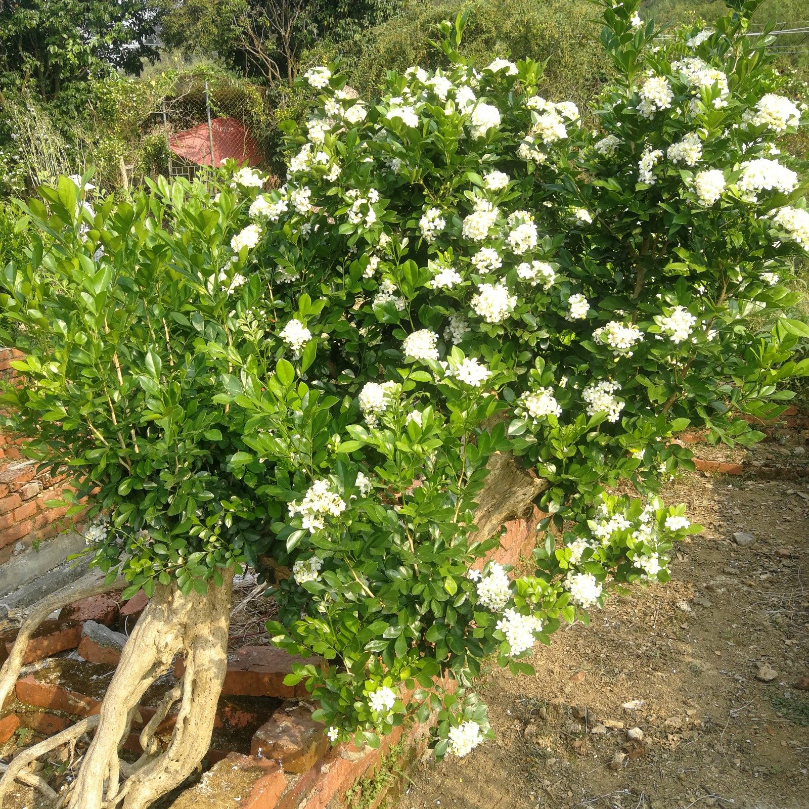 九里香生老熟桩四季阳台盆栽小叶文人提根盆景材绿植