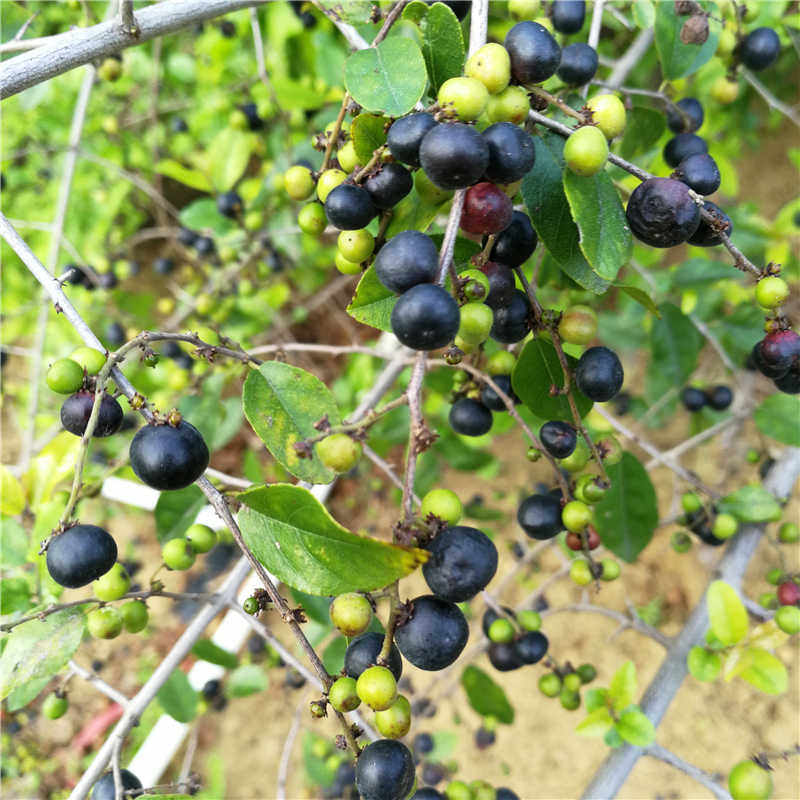 小叶雀梅新鲜熟桩提根小型岭南树苗观果茎修剪绿植