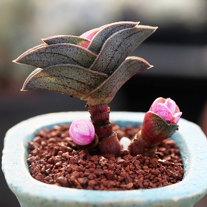 一帆风顺多肉植物可爱趣味绿植花卉盆栽办公室办公桌多肉植物