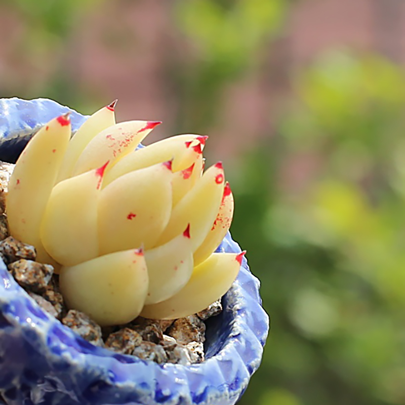 金蜡多肉植物东云进口办公室桌面盆栽绿植多肉植物