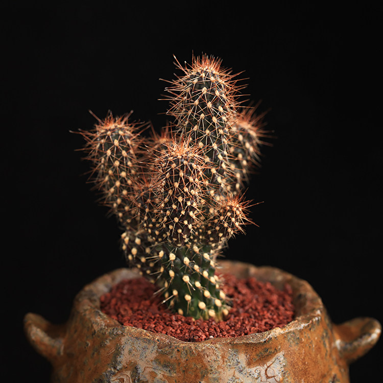 团股掌仙人仙人掌多肉植物实生团扇多肉植物