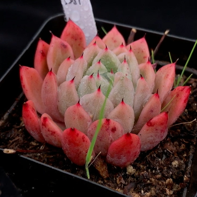 多肉植物韩国引进新品种母本魅爪血斑多肉植物