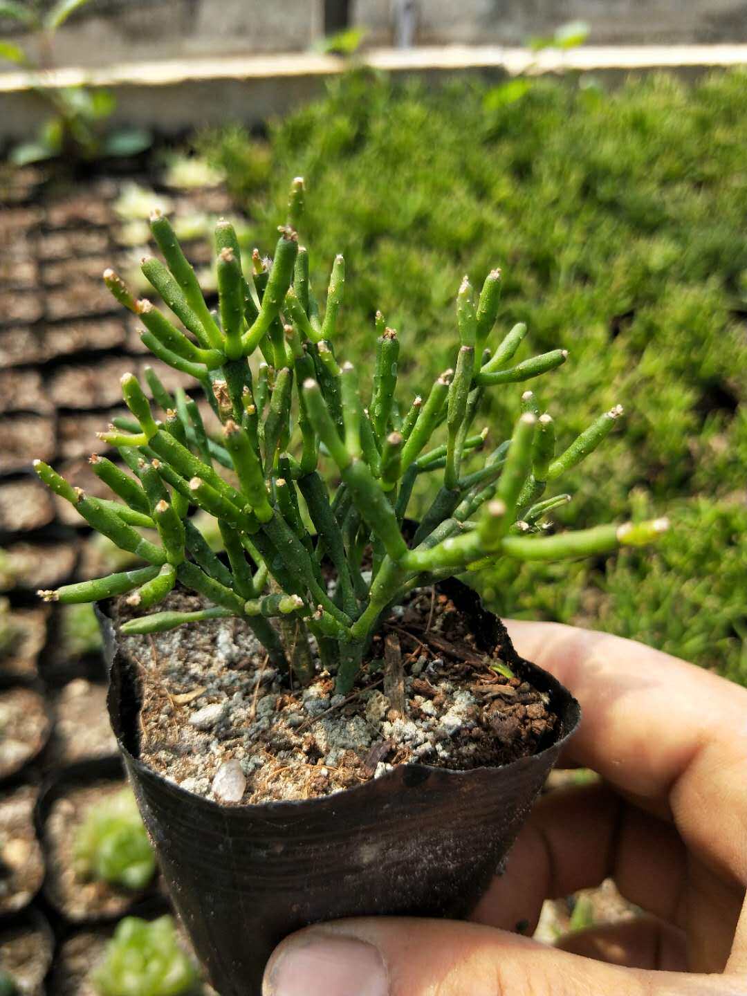 精品多肉猿恋苇多植物包邮多肉植物