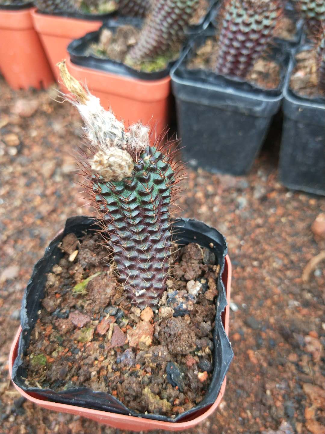 【精品仙人球】仙人球实生大凤龙蜈蚣丸6公分