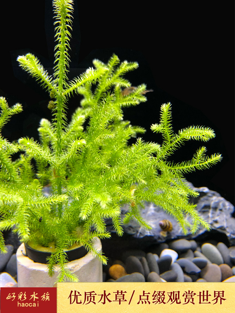 水草鹿角造景鱼缸草缸水族箱生态缸瓶装饰水榕水草