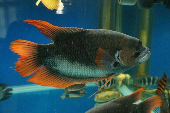 招财鱼活体鱼古代战船鱼风水鱼黑眼红尾北京包邮热带鱼淡水发财