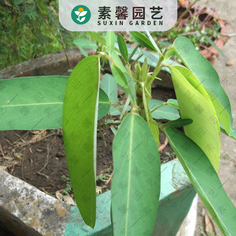 种子国产彩包家庭园艺花跳舞草种15粒春秋秋播家庭园艺种子