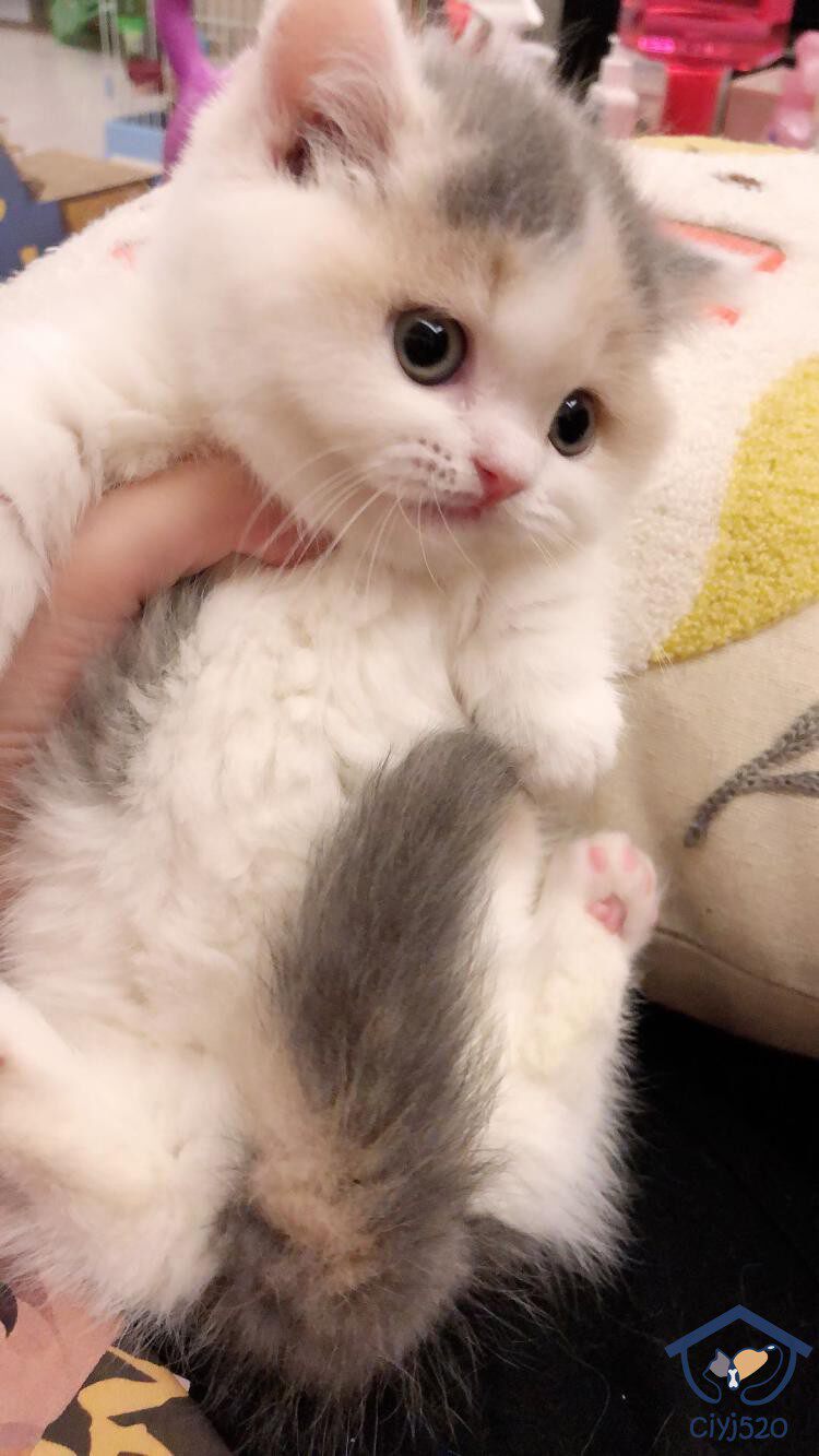 繁育深圳猫舍英短三花曼基贴地矮脚妹妹万能猫咪