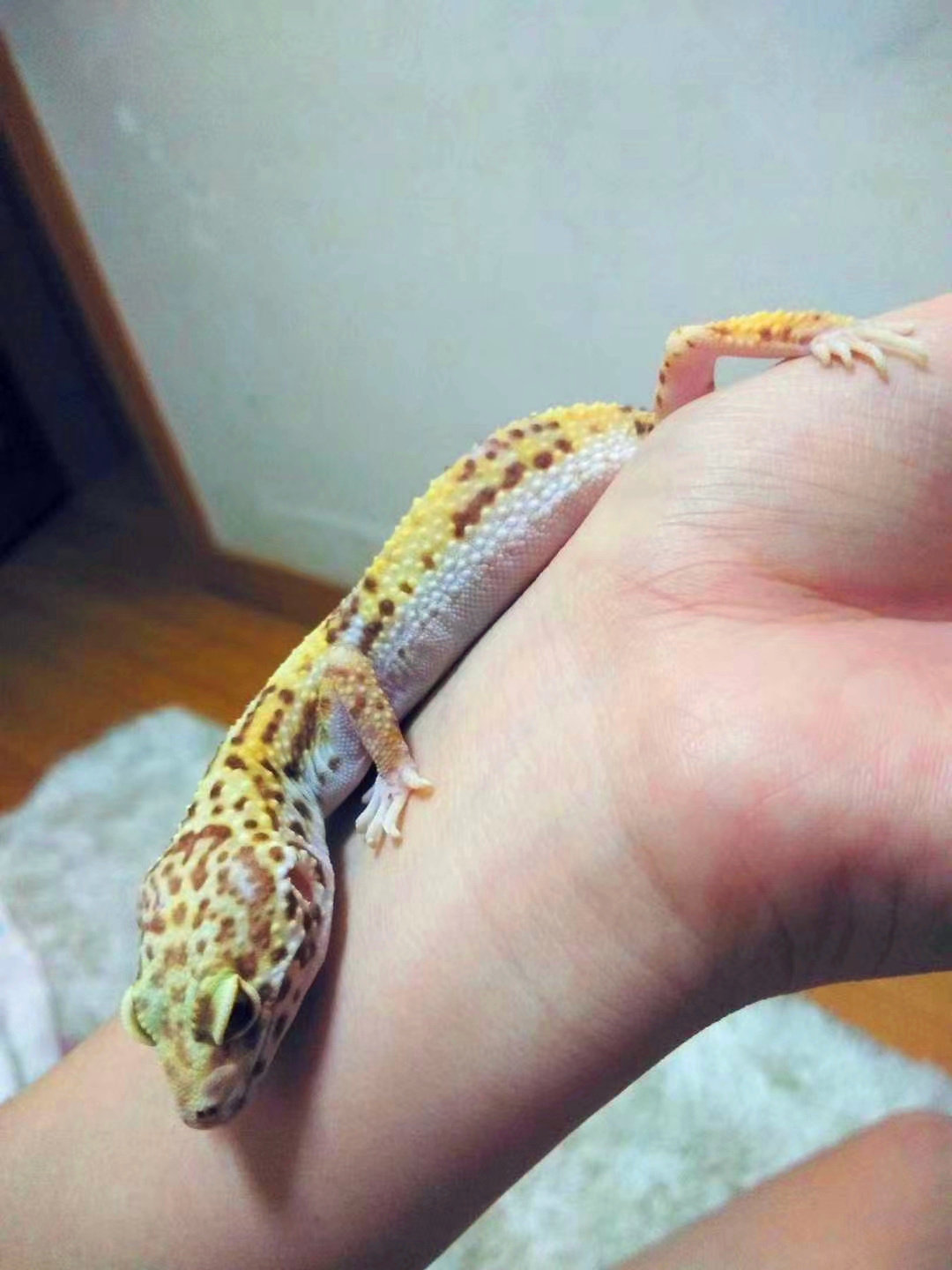 入门级网红宠物豹纹守宫蜥蜴新手懒人爬宠温顺可爱萌异型好养活物