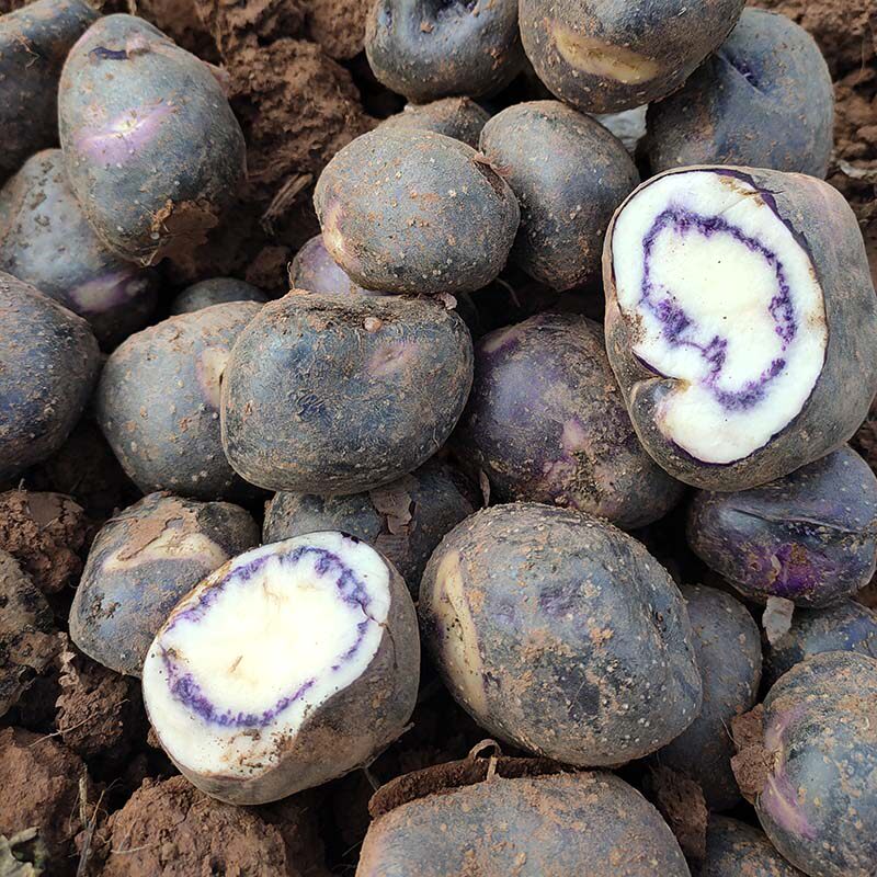 凉山七彩洋芋现货当季2022新鲜高山迷你小土豆土豆