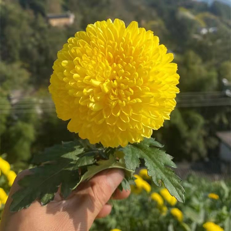 皇菊菊花花茶婺源绣球徽州散装金丝500克1斤代用