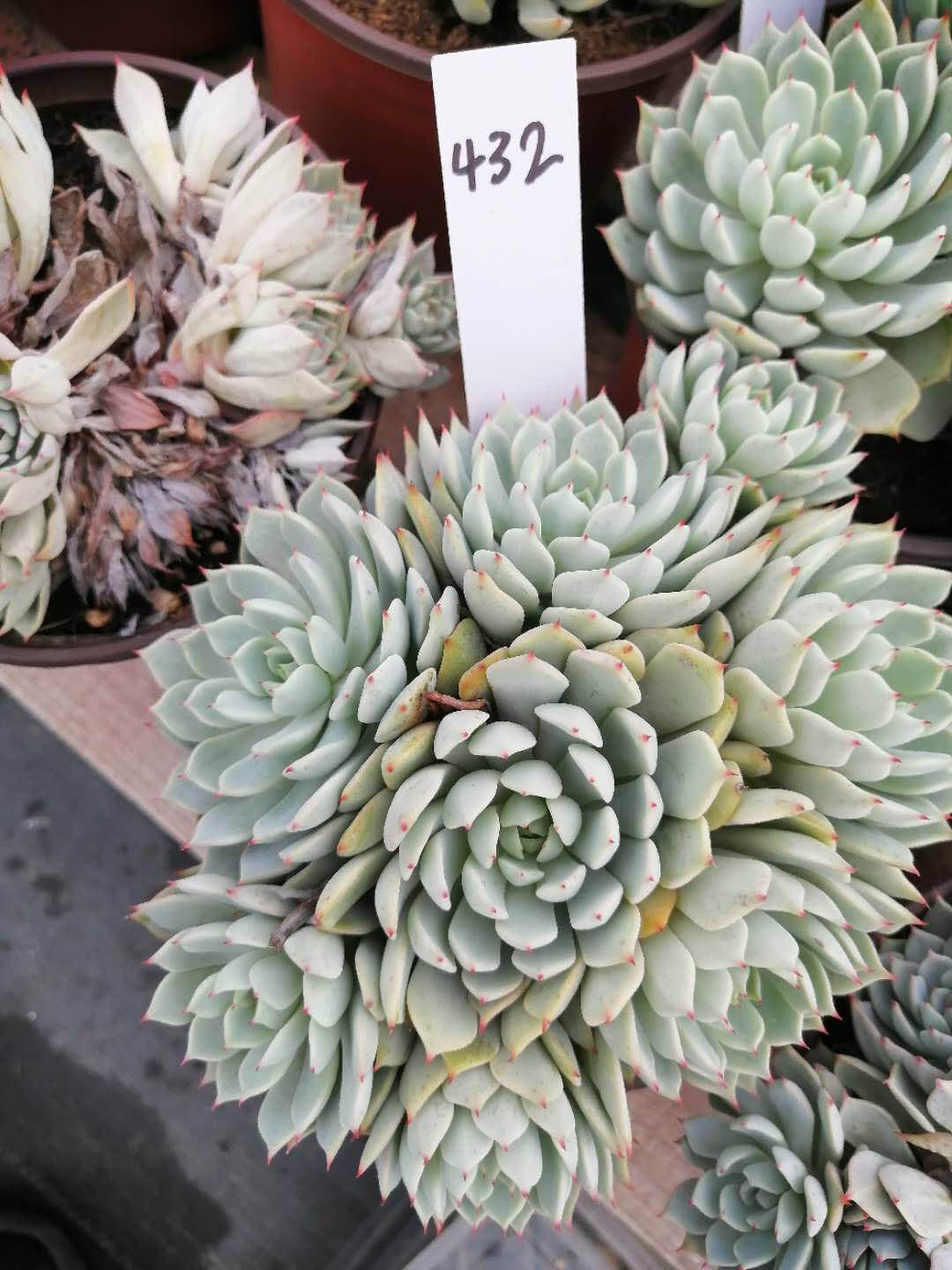 红爪多肉植物一物一拍老桩群生拼盘盆栽绿植多肉植物
