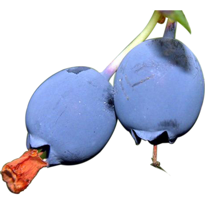 天然新鲜冷冻野生蓝莓鲜果都柿笃斯东北大兴安岭特产6斤3000g包邮