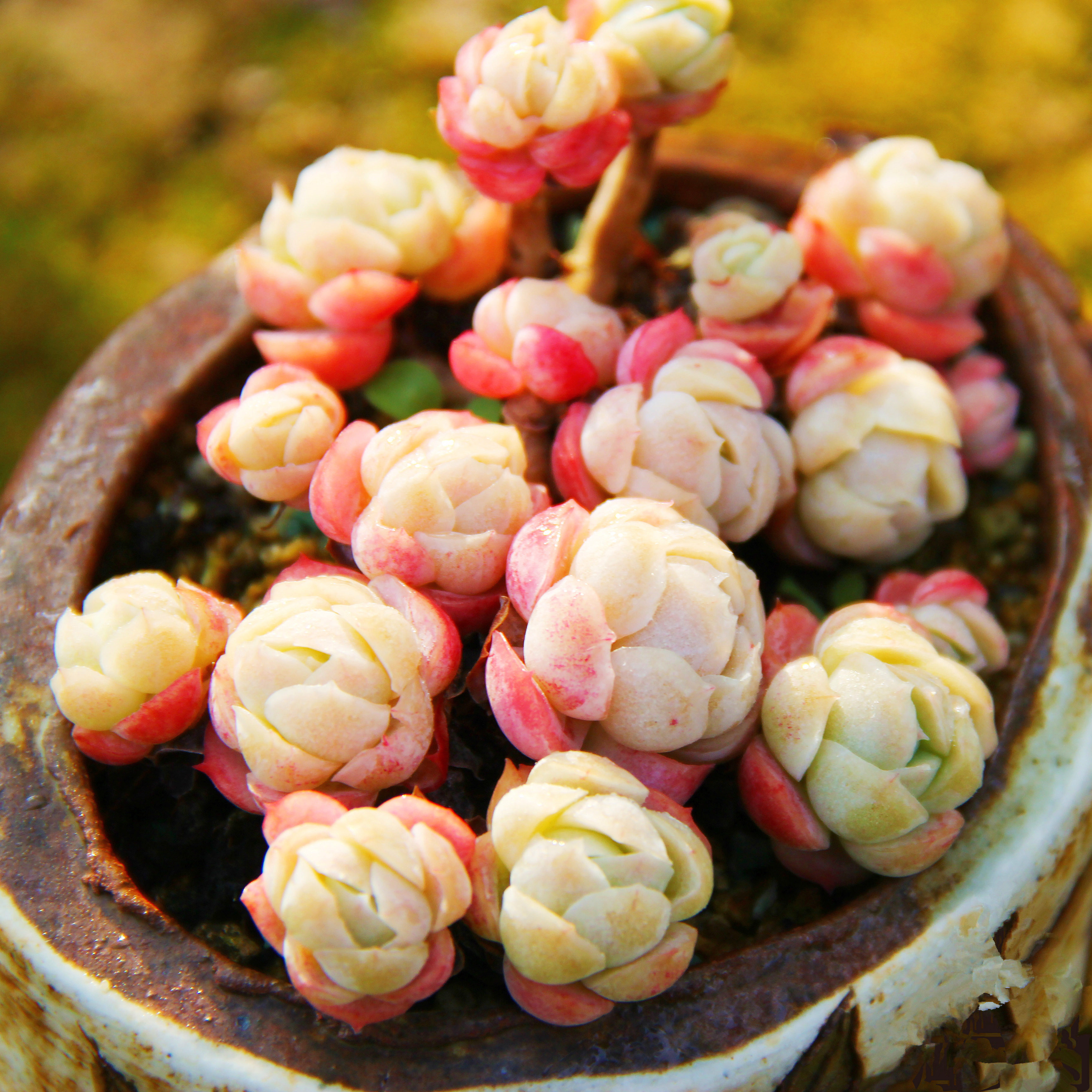 淘多奶油贝瑞群生老桩果冻月影新品进口多肉多肉植物