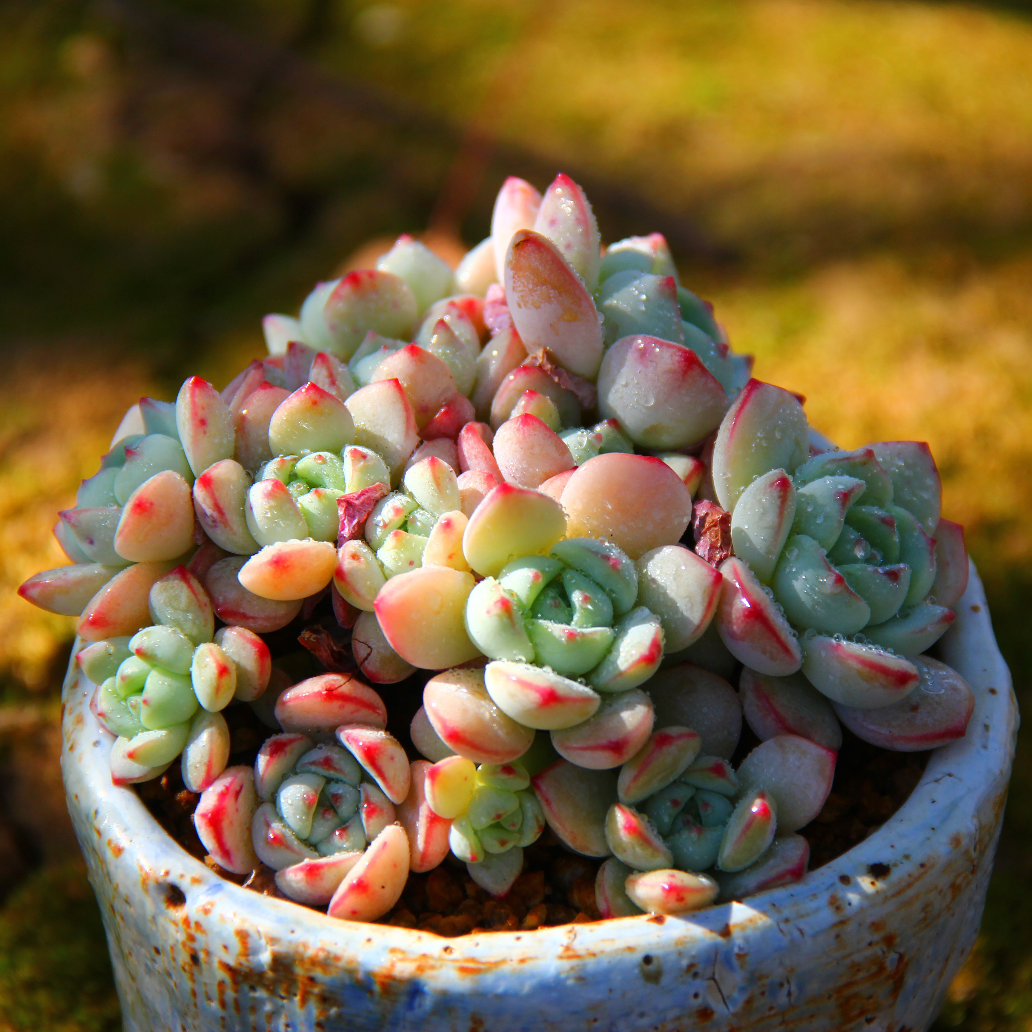 淘多香草比斯群生老桩多头一物一拍果冻韩国多肉植物