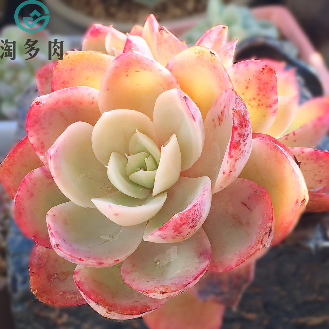 极有家淘多肉丝丝绸面纱红鹤老桩多肉状态好云多肉植物