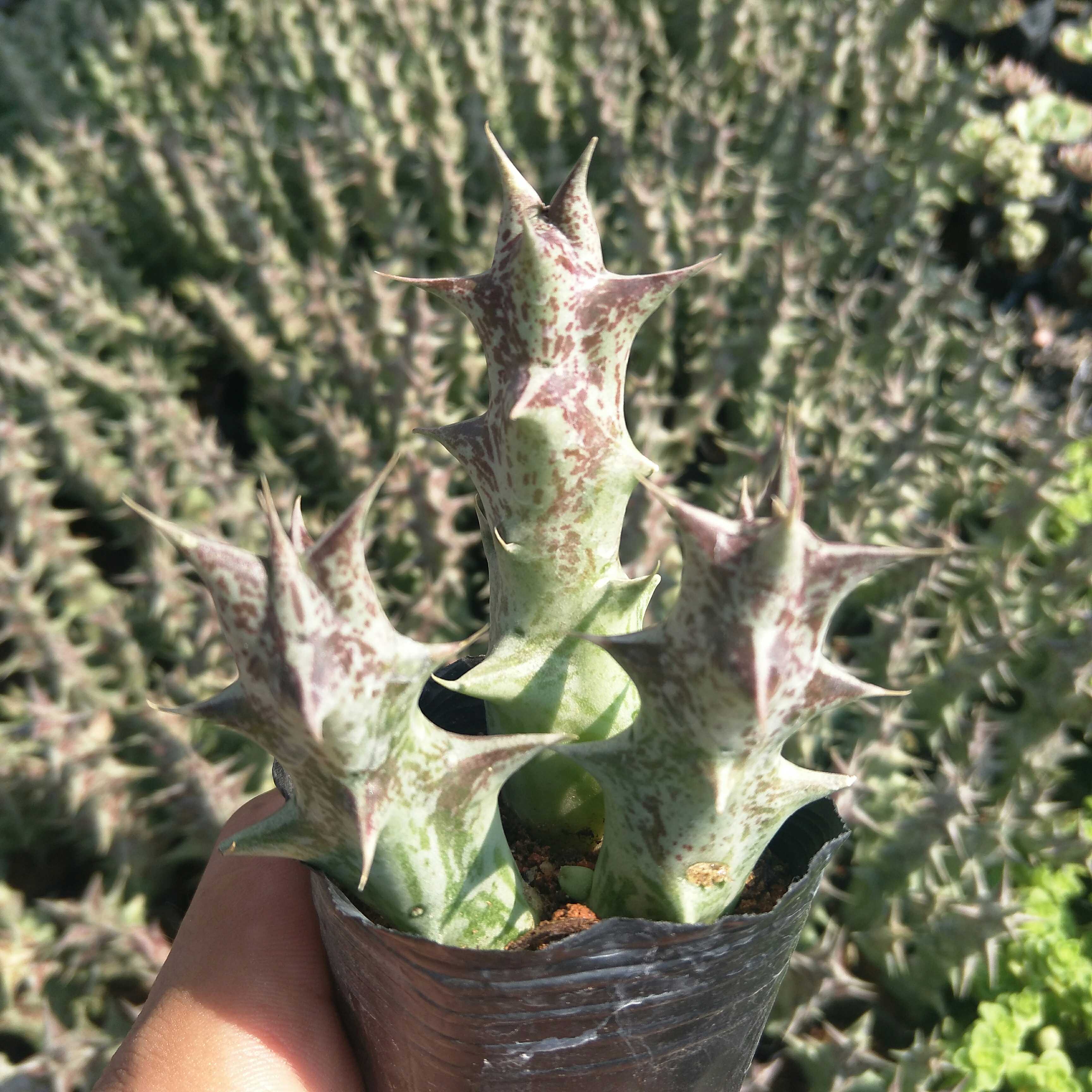 仙人掌姬龙角紫龙角多肉植物花轩188满包邮软杯带原多肉植物
